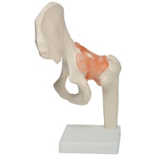Apex Hip Joint Anatomical Model 