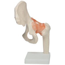 Apex Hip Joint Anatomical Model 