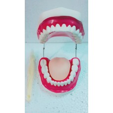 Apex Dental Teeth Gums Standard Tooth Teaching Model 